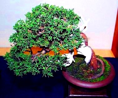 cypress